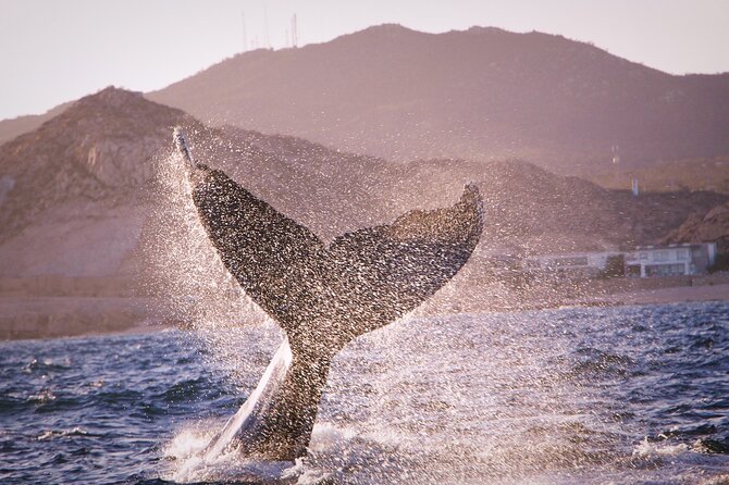 Whale Watching Experience in Cabo San Lucas - Pelican Rock and the fish-feeding stop