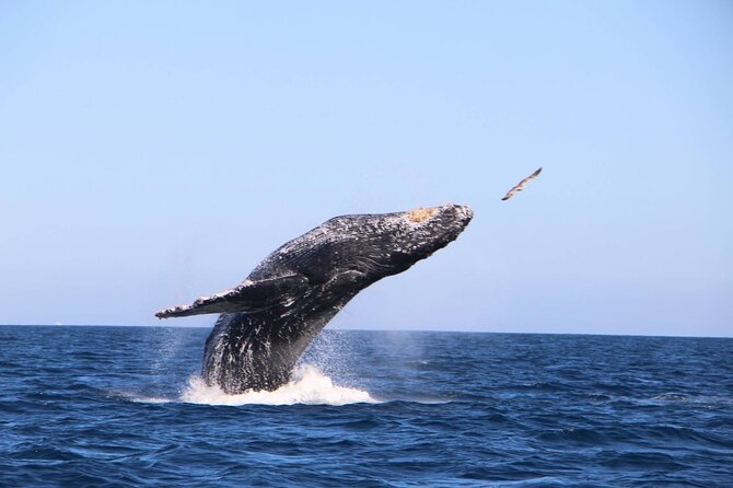 Whale Watching Experience in Cabo San Lucas - Humpback and gray whales on the open water