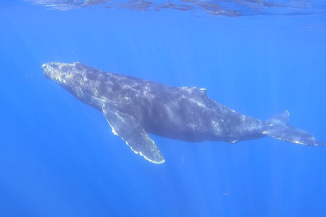 Whale Watching Experience in Cabo San Lucas - What the $450 group price really means