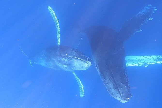 Whale Watching Experience in Cabo San Lucas - Who will enjoy this trip most