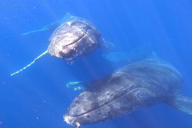 Whale Watching Experience in Cabo San Lucas - What to bring and what to confirm