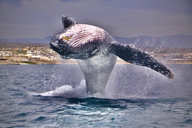 Whale Watching Experience in Cabo San Lucas - The Arch of Cabo San Lucas in 15 minutes