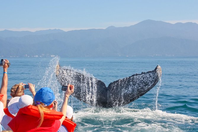 Whale Watching Experience - What the speedboat changes