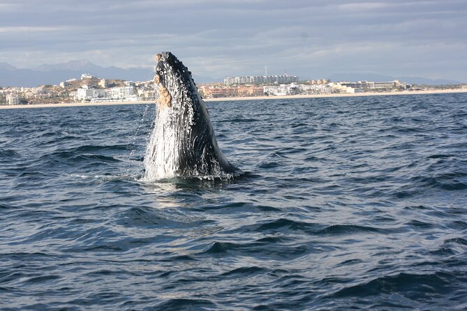 Whale Watching Group Tour in San Jose del Cabo - Key points to know before you book