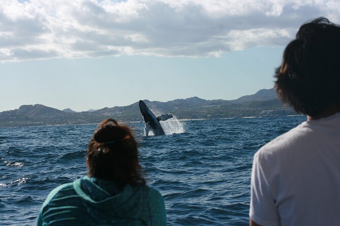 Whale Watching Group Tour in San Jose del Cabo - Meeting the boat in Poblado La Playa