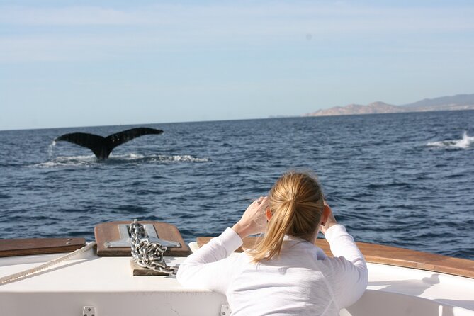 Whale Watching Group Tour in San Jose del Cabo - Guides who make the sightings mean more