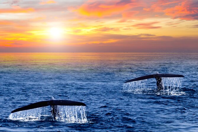 Whale Watching Group Tour in San Jose del Cabo - Hearing whales with the hydrophone