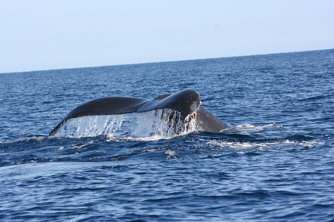 Whale Watching Group Tour in San Jose del Cabo - A respectful approach to wildlife