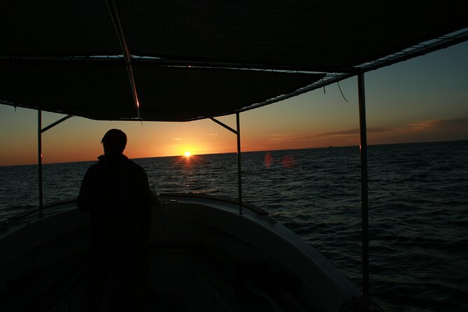 Whale Watching Group Tour in San Jose del Cabo - What is included for $99