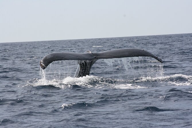 Whale Watching Group Tour in San Jose del Cabo - Choosing the right time of year