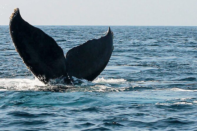 Whale Watching Guaranteed Experience in Puerto Vallarta - The boat ride is part of the attraction