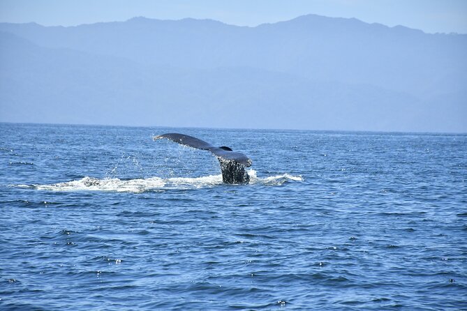 Whale Watching Guaranteed Experience in Puerto Vallarta - Benji and the value of a good guide