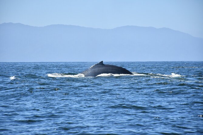 Whale Watching Guaranteed Experience in Puerto Vallarta - Food, drinks, and the practical comforts