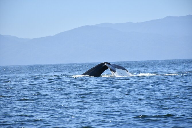 Whale Watching Guaranteed Experience in Puerto Vallarta - Cruise passengers need to get the meeting point right