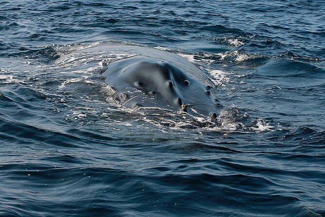 Whale Watching Guaranteed Experience in Puerto Vallarta - Who will enjoy this boat trip most