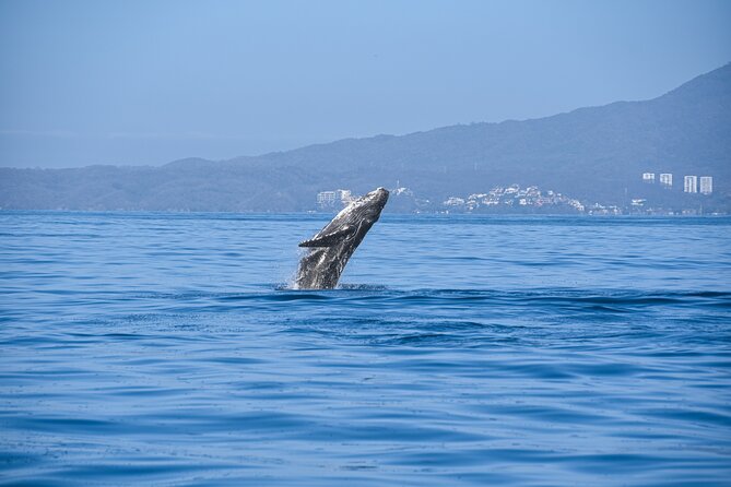 Whale Watching Guaranteed Experience in Puerto Vallarta - Searching the bay, one sighting at a time