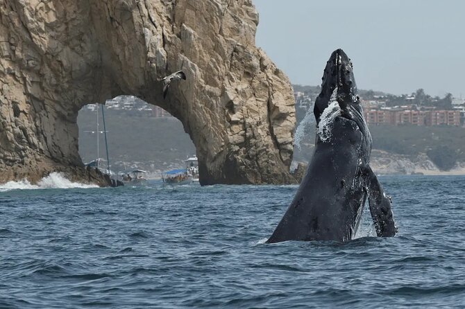 Whale Watching in Cabo: 2-Hour Small Group Tour to The Arch - A short Cabo cruise with two very different halves