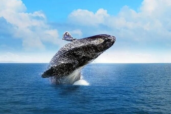 Whale Watching in Cabo: 2-Hour Small Group Tour to The Arch - Leaving Cabo Marina for El Arco