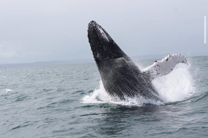 Whale Watching in Cabo: 2-Hour Small Group Tour to The Arch - El Arco, Lover’s Beach, and Land’s End