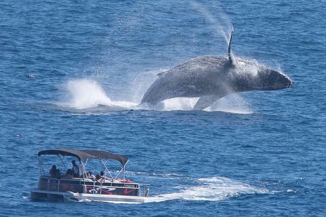 Whale Watching in Cabo San Lucas on board our Luxury Trimaran! - Key points to know before booking