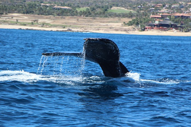 Whale Watching in Cabo San Lucas on board our Luxury Trimaran! - Why Cabo is a good place to look for whales