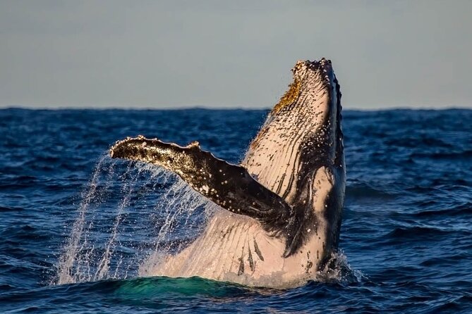 Whale Watching in Cabo San Lucas on board our Luxury Trimaran! - Pickup and finding the boat