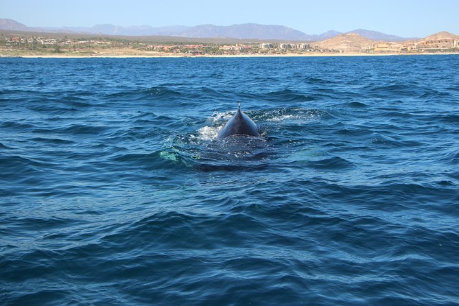 Whale Watching in Cabo San Lucas on board our Luxury Trimaran! - Is $115 a fair price?
