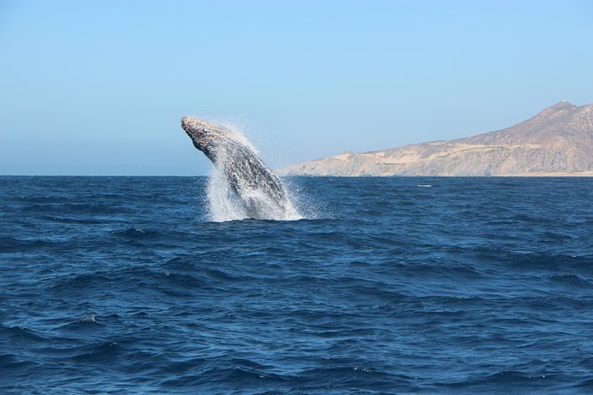 Whale Watching in Cabo San Lucas on board our Luxury Trimaran! - Who will enjoy this cruise most