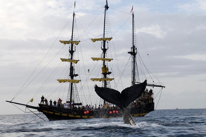 Whale-Watching Pirate Ship Cruise in Los Cabos - Setting sail from CaboMarina at 9 a.m.