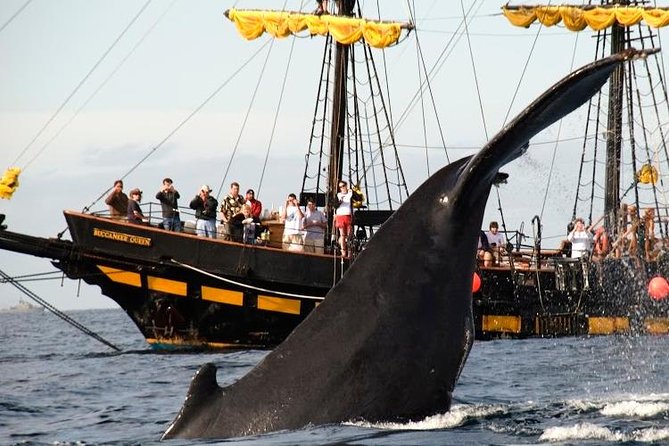Whale-Watching Pirate Ship Cruise in Los Cabos - Is the $99 price good value?