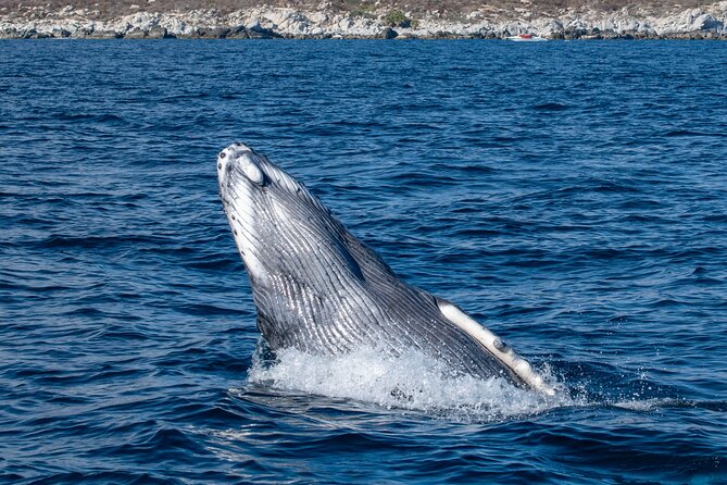 Whale Watching & Snorkeling Combo in Los Cabos with Photos Included - Two Cabo highlights in one three-hour outing