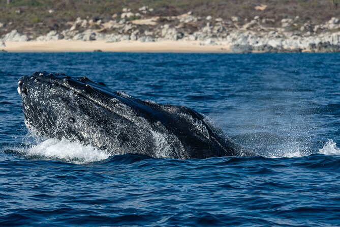 Whale Watching & Snorkeling Combo in Los Cabos with Photos Included - Snorkeling for an hour in the Sea of Cortez