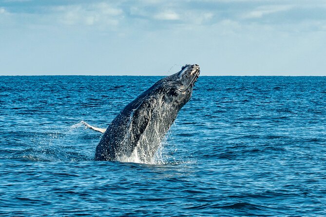 Whale Watching & Snorkeling Combo in Los Cabos with Photos Included - Is $125 good value for this Cabo boat trip?