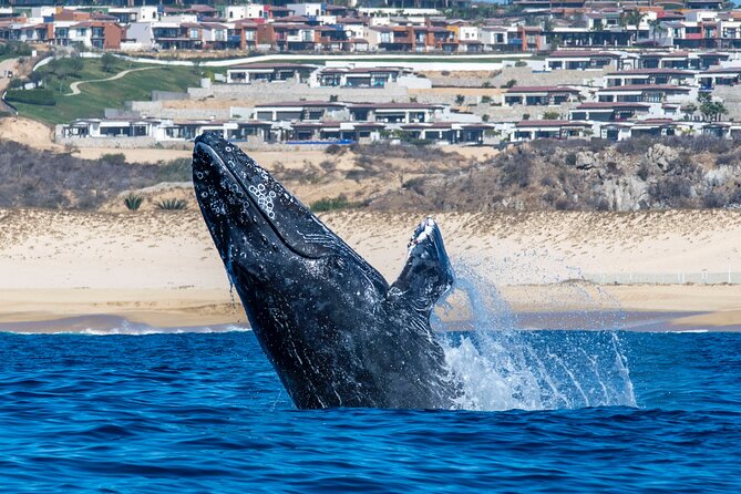Whale Watching & Snorkeling Combo in Los Cabos with Photos Included - Weather, cancellations, and timing
