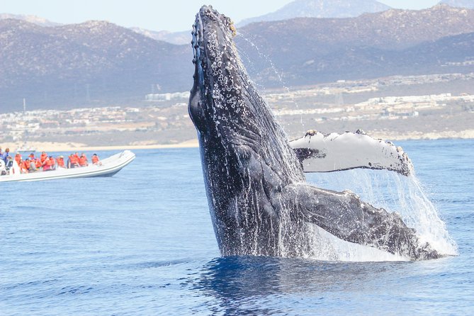 Whale Watching, The Famous Arch and Fast Boat Tour in Los Cabos - A fast start from Cabo San Lucas Marina