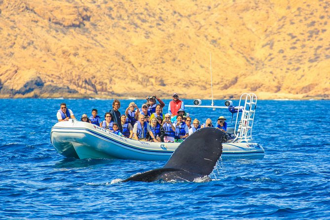 Whale Watching, The Famous Arch and Fast Boat Tour in Los Cabos - Humpbacks in Los Cabos from December through April