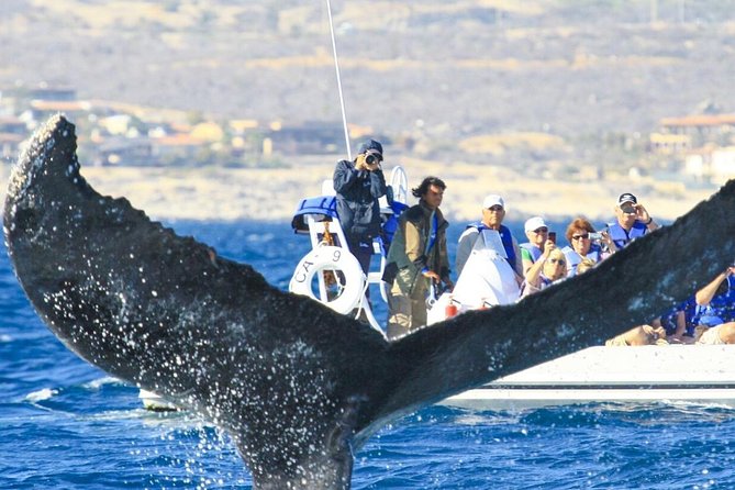 Whale Watching, The Famous Arch and Fast Boat Tour in Los Cabos - Hearing whales through the onboard hydrophone