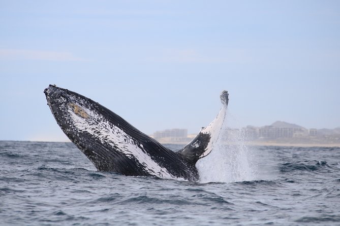 Whale Watching, The Famous Arch and Fast Boat Tour in Los Cabos - The Arch and Lovers Beach on the return