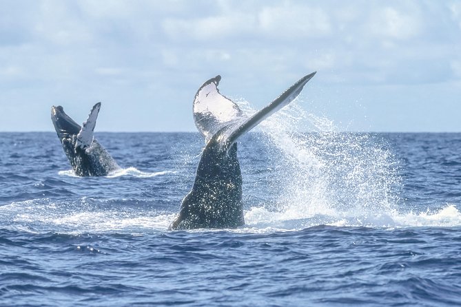 Whale Watching, The Famous Arch and Fast Boat Tour in Los Cabos - Is $99 a fair price?