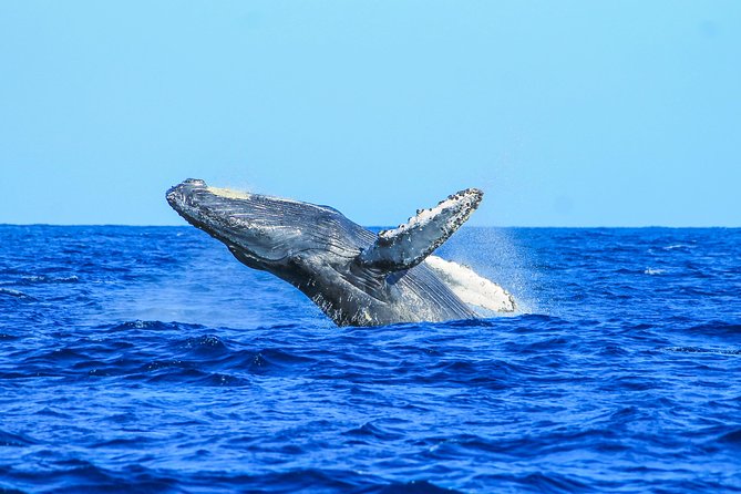 Whale Watching, The Famous Arch and Fast Boat Tour in Los Cabos - Dolphins, sea lions, and the limits of the trip