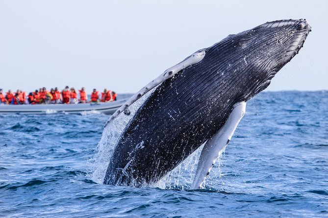 Whale Watching, The Famous Arch and Fast Boat Tour in Los Cabos - Timing, comfort, and family fit