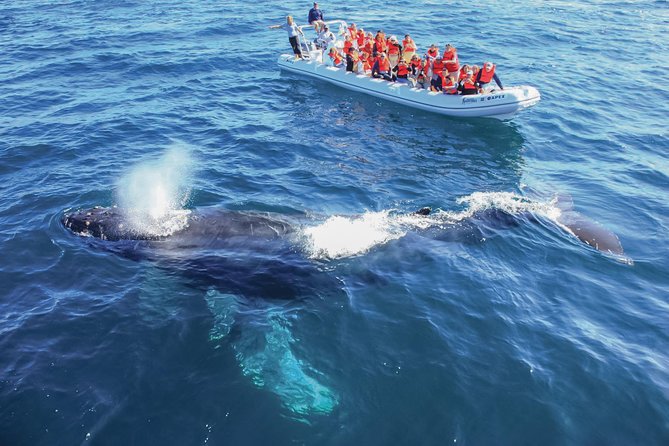 Whale Watching, The Famous Arch and Fast Boat Tour in Los Cabos - What the zodiac boat feels like on the water