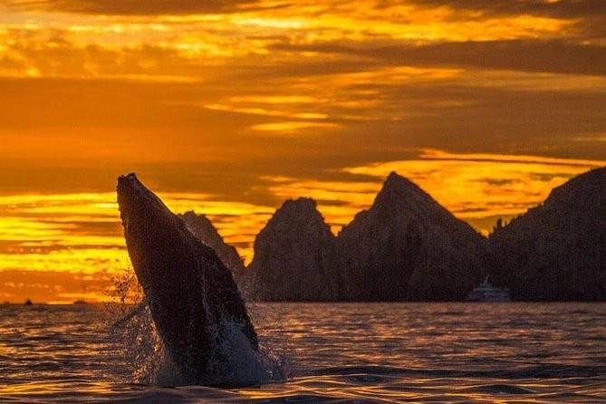 Whale Watching Tour in Los Cabos - Key points to know before booking
