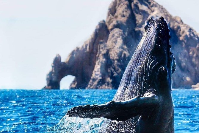Whale Watching Tour in Los Cabos - What this Cabo whale cruise is really like