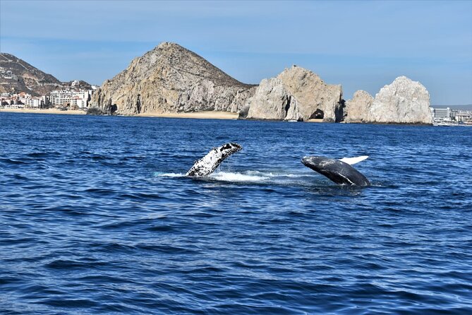 Whale Watching Tour in Los Cabos - A whale tour with a party-boat side