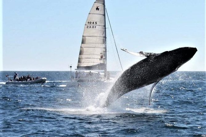 Whale Watching Tour in Los Cabos - Is $97 a fair price?