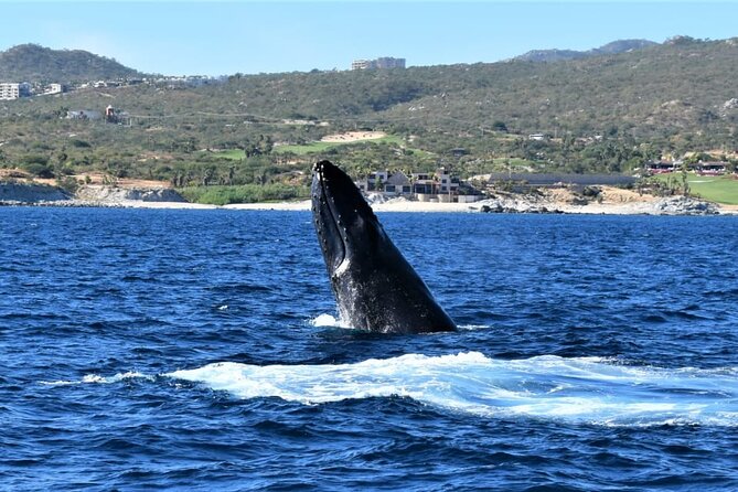 Whale Watching Tour in Los Cabos - Weather, cancellations, and the best season