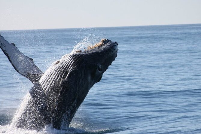Whale Watching Tour in Los Cabos - Cruising past the Arch and Lovers Beach
