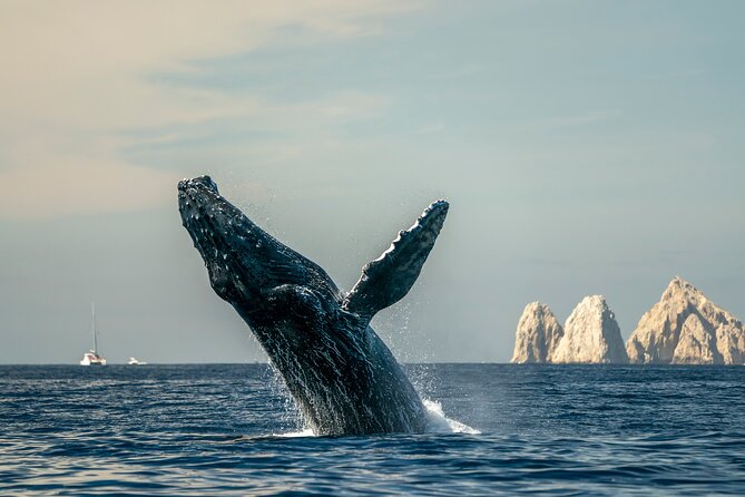 Whale Watching Tour with Arch and Beach in Cabo San Lucas - Whales beside the Cabo Arch