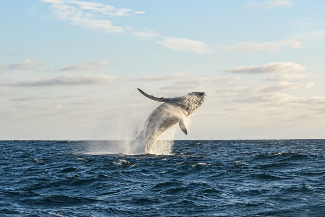 Whale Watching Tour with Arch and Beach in Cabo San Lucas - The Arch, Lovers Beach, and Divorce Beach